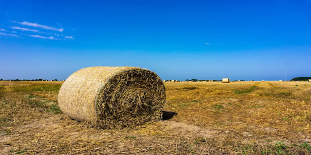 Some of The Surprising Uses Of Cow Dung In 2023